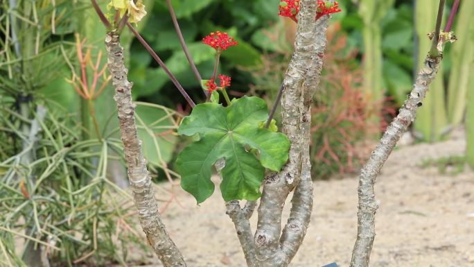 佛肚树 瓶子树 红色花 果 植株 叶片