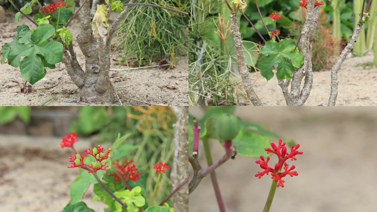 佛肚树 瓶子树 红色花 果 植株 叶片