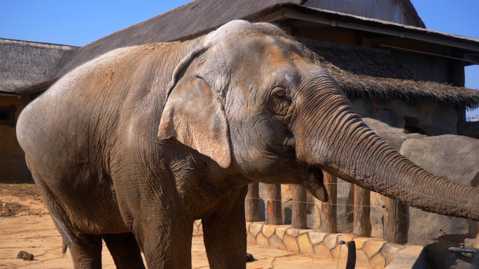 大象 象 投喂大象 动物园 野生动物园