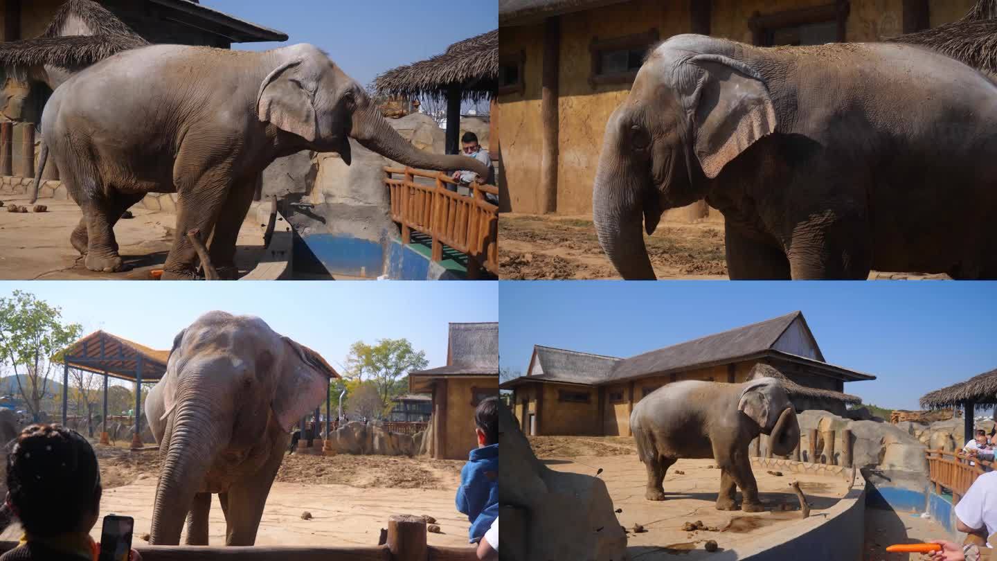大象 象 投喂大象 动物园 野生动物园