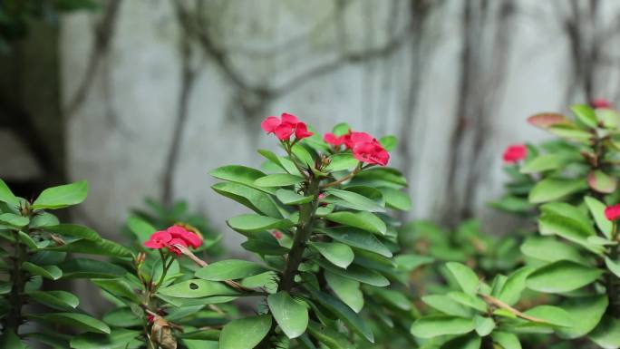 铁海棠 麒麟刺  虎刺梅 红花 植株