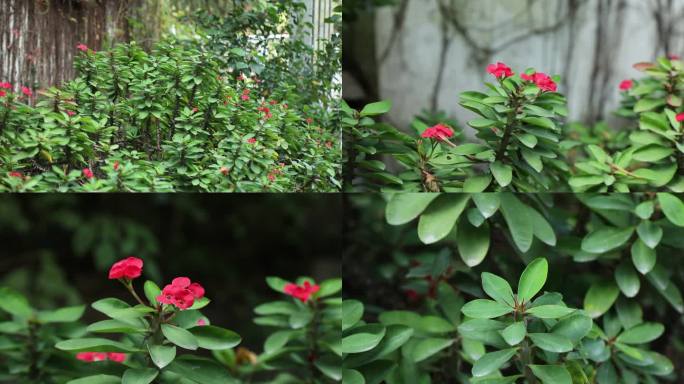 铁海棠 麒麟刺  虎刺梅 红花 植株