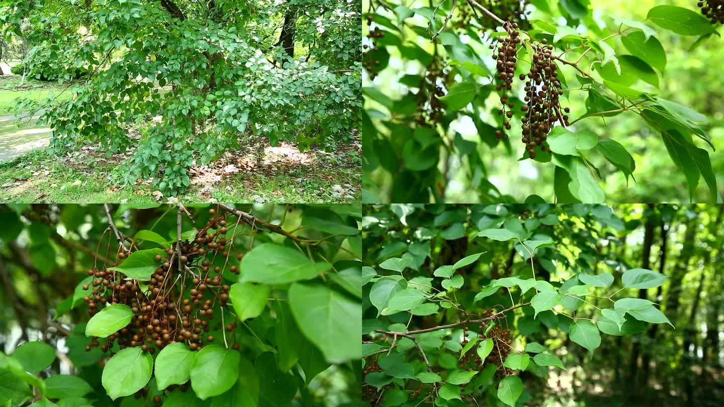 重阳木 果序 褐色果 叶 植株 生境