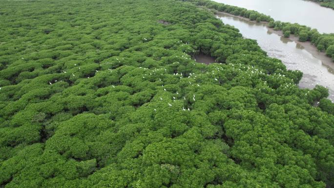海南岛东寨红树林湿地候鸟繁衍生效