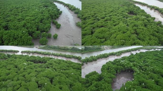 海南岛东寨红树林湿地候鸟繁衍生效