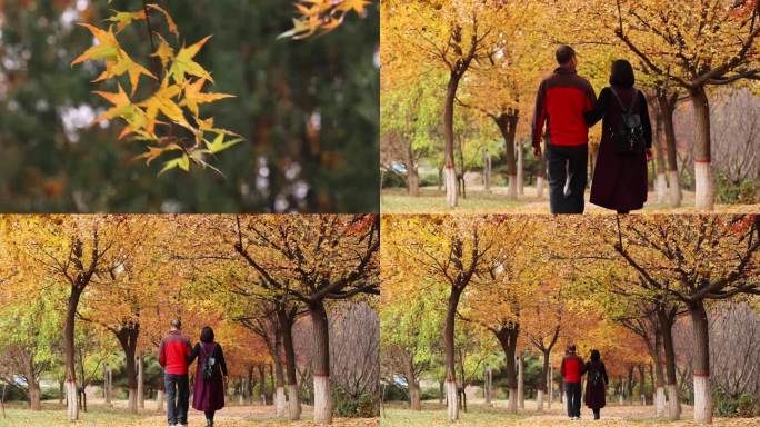 秋天 枫叶 树林 行人 背影 散步