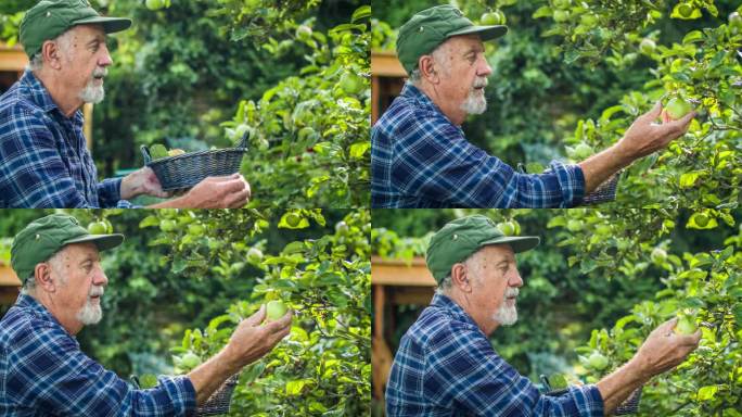 老人捡有机苹果青蔬菜瓜果园林