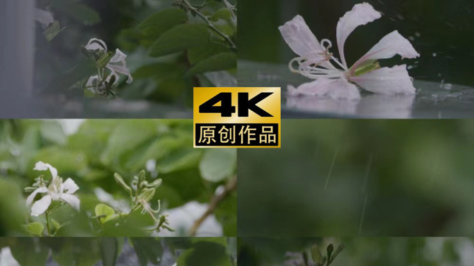 小清新雨景紫荆花4k