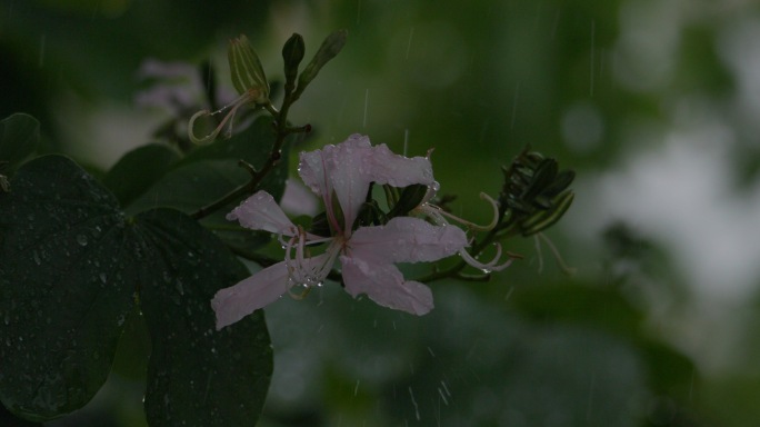 小清新雨景紫荆花4k