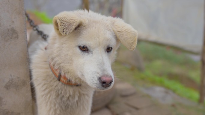 中华田园犬农村土狗看家狗