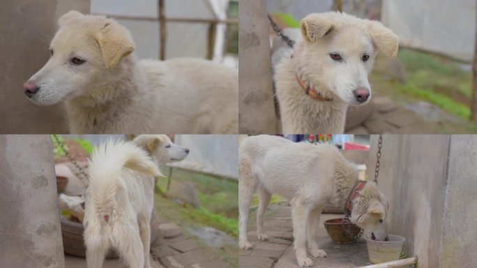 中华田园犬农村土狗看家狗