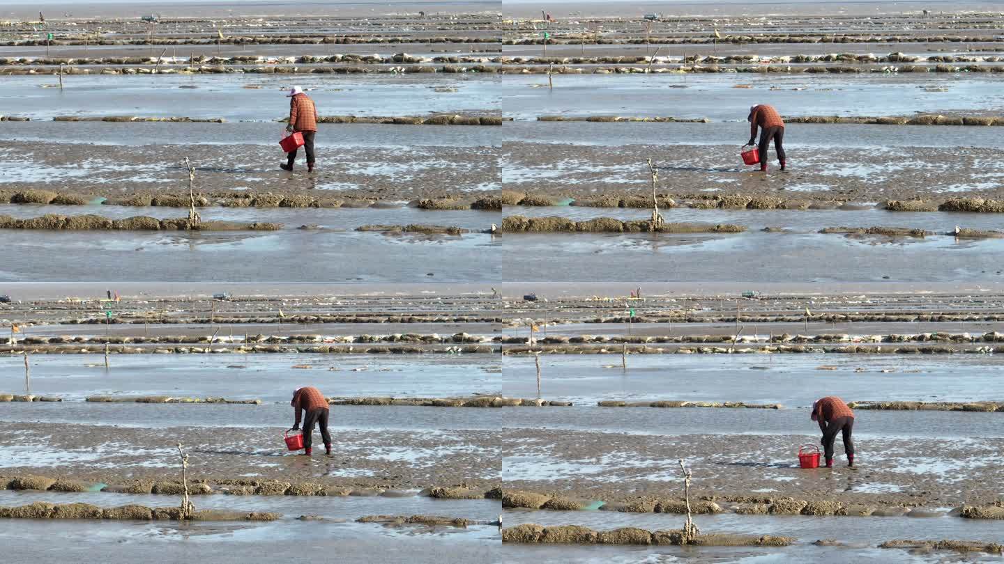 福建福州连江县琅岐滩涂渔民捡拾贝壳海鲜