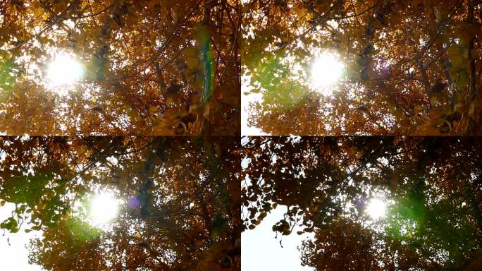 深秋 阳光穿过茂密的胡杨树冠