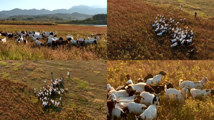 牧羊人在秋天的河滩上放牧山羊滩羊