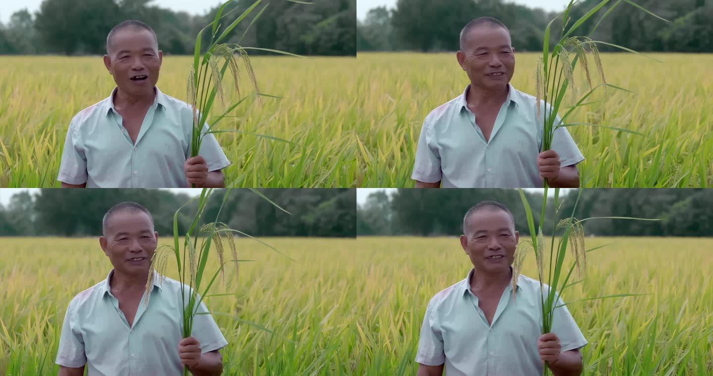 【4K原创】农民伯伯金黄稻田里的稻谷