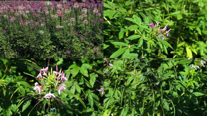 蜘蛛花 醉蝶花  花朵 淡紫色花 凤蝶草