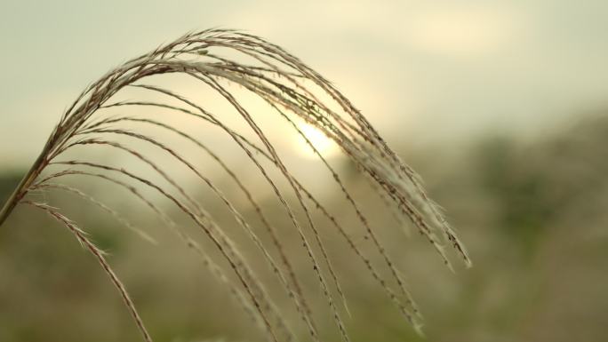 芦花一支孤独的芦苇