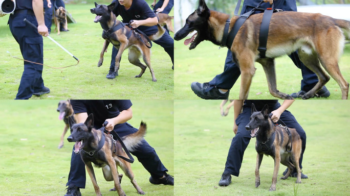 警犬牧羊犬训练扑咬