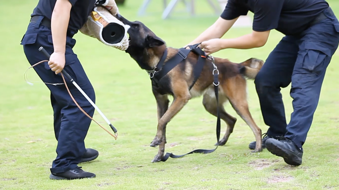 警犬牧羊犬训练扑咬