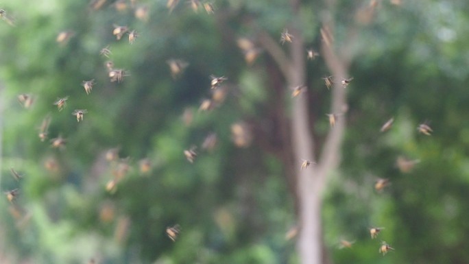 一群无刺蜜蜂在飞蜜蜂