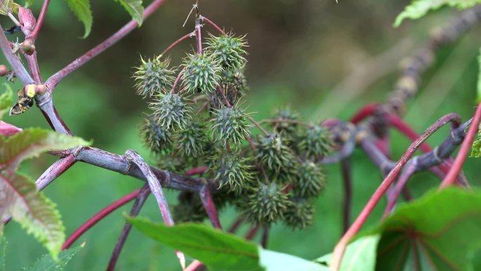 蓖麻 淡黄色花 花序 果实  植株 叶片