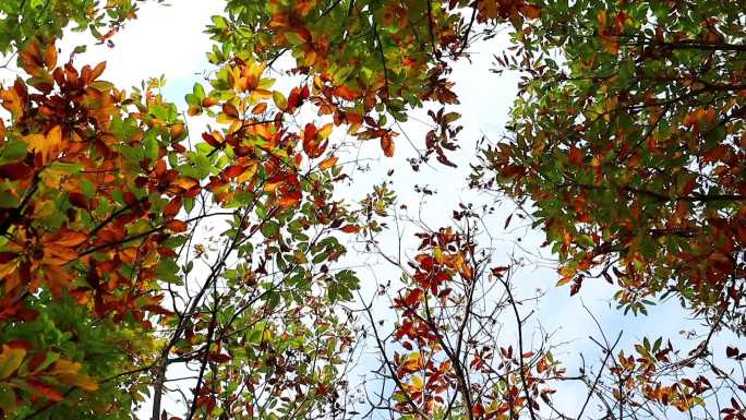 秋天板栗树叶