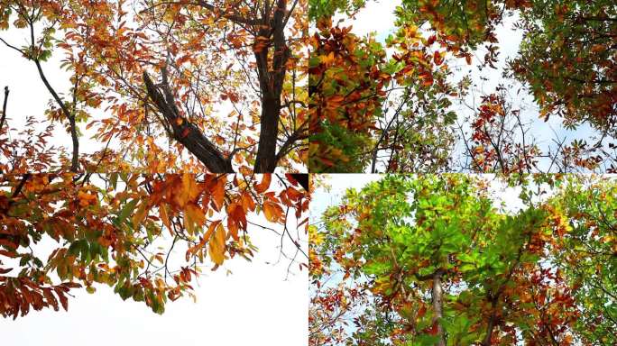 秋天板栗树叶