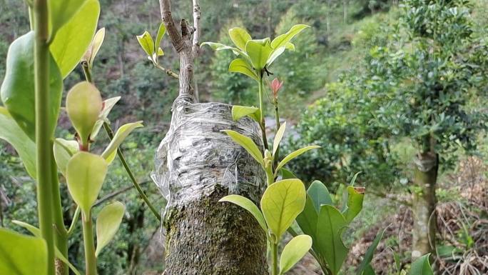 古树出新芽 老树新枝八角树木种植 换新芽