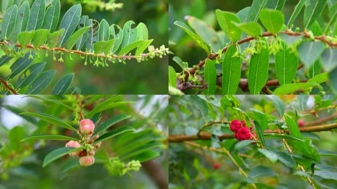 算盘子 中药 淡黄色花 红果  植株