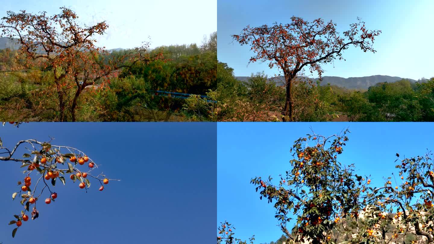 秋天的山脚下一棵孤独的挂满柿子的柿子树