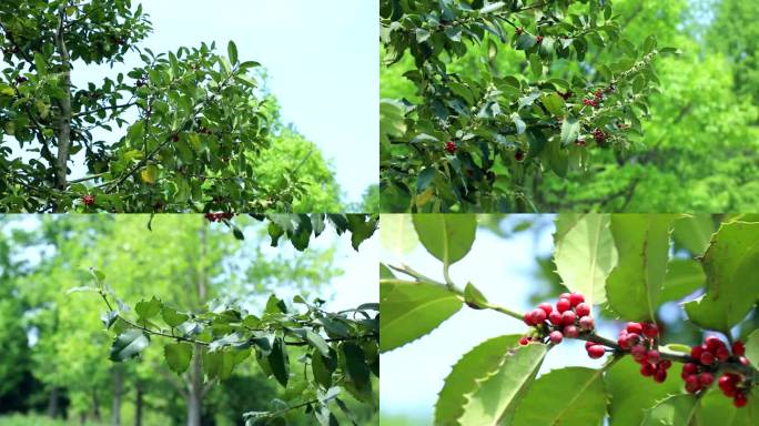 多刺冬青 淡黄花 红果 叶 植株 果期