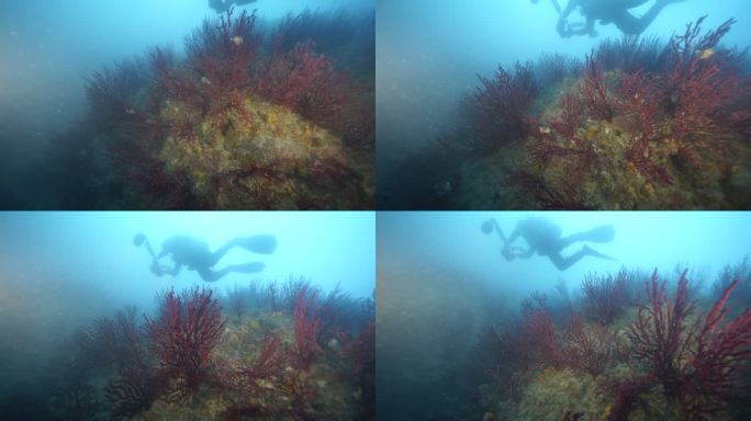 水肺潜水员拍摄acqua生活的水下视图