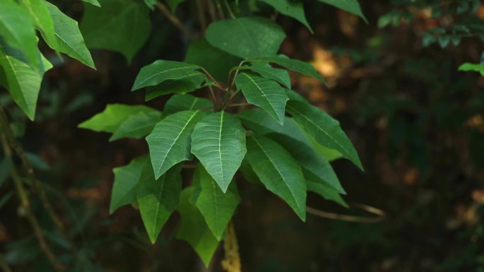 一品红 花序 红花 叶 植株 生境