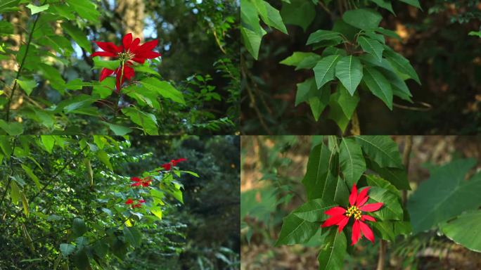 一品红 花序 红花 叶 植株 生境