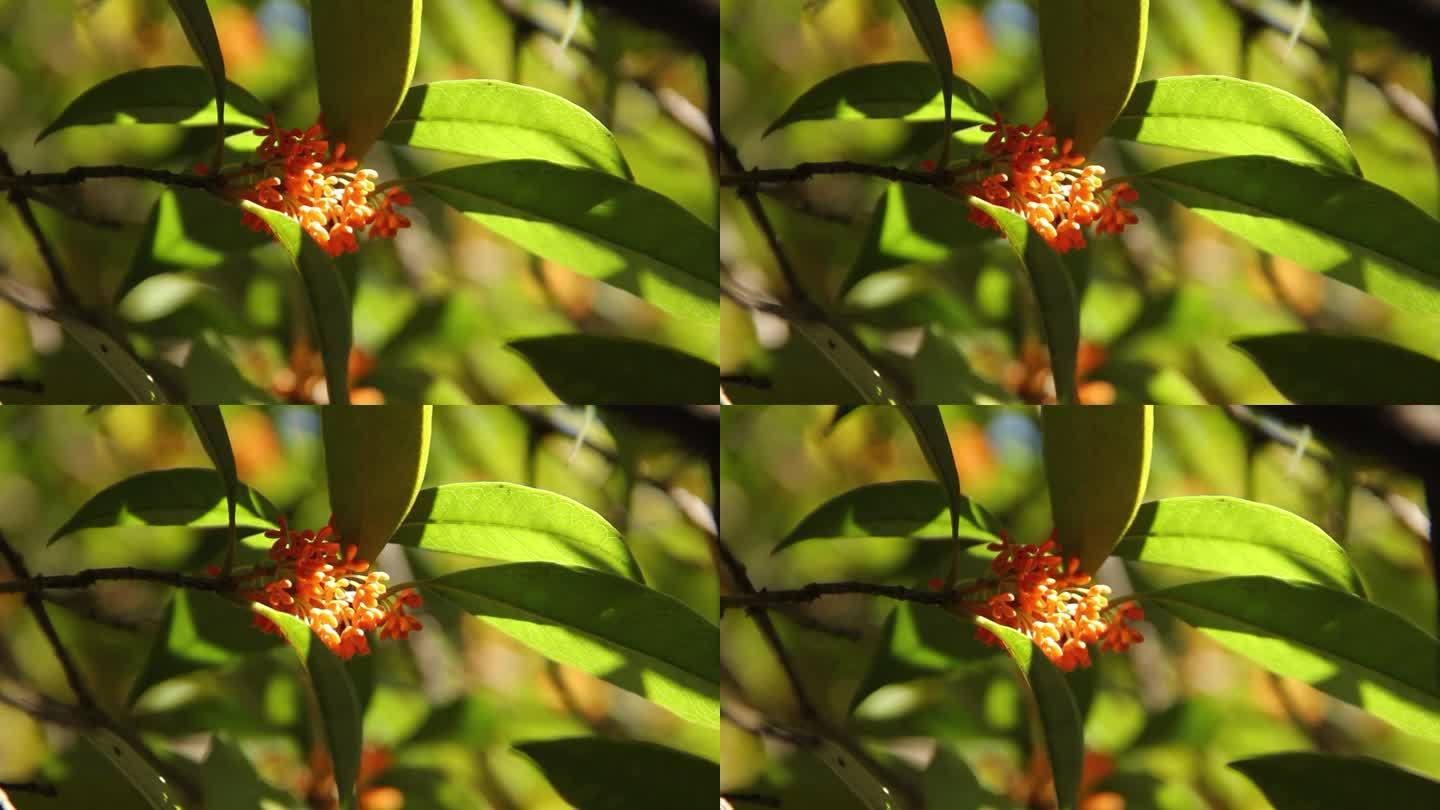 10秒钟特写在阳光下桂花镜头