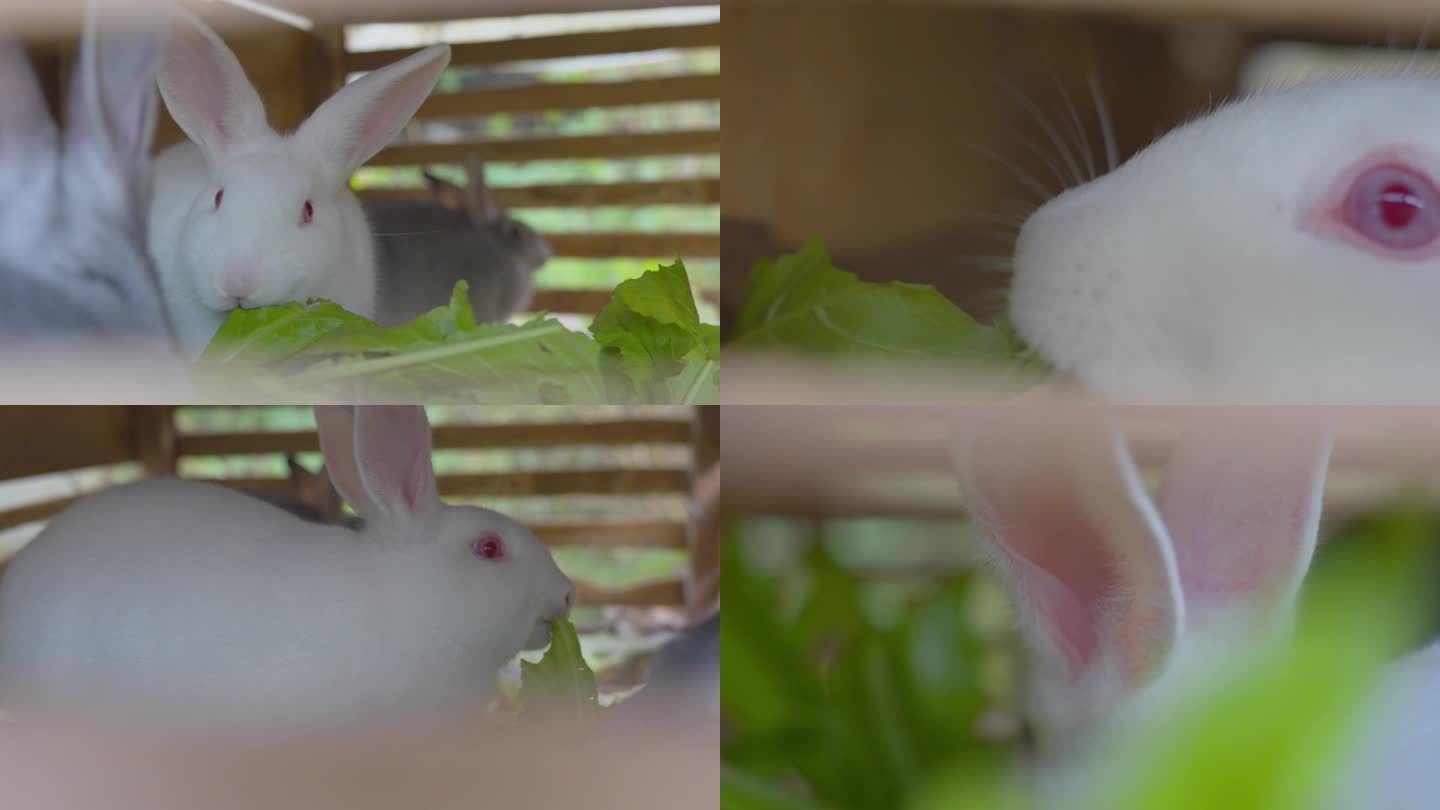 养殖小白兔吃东西