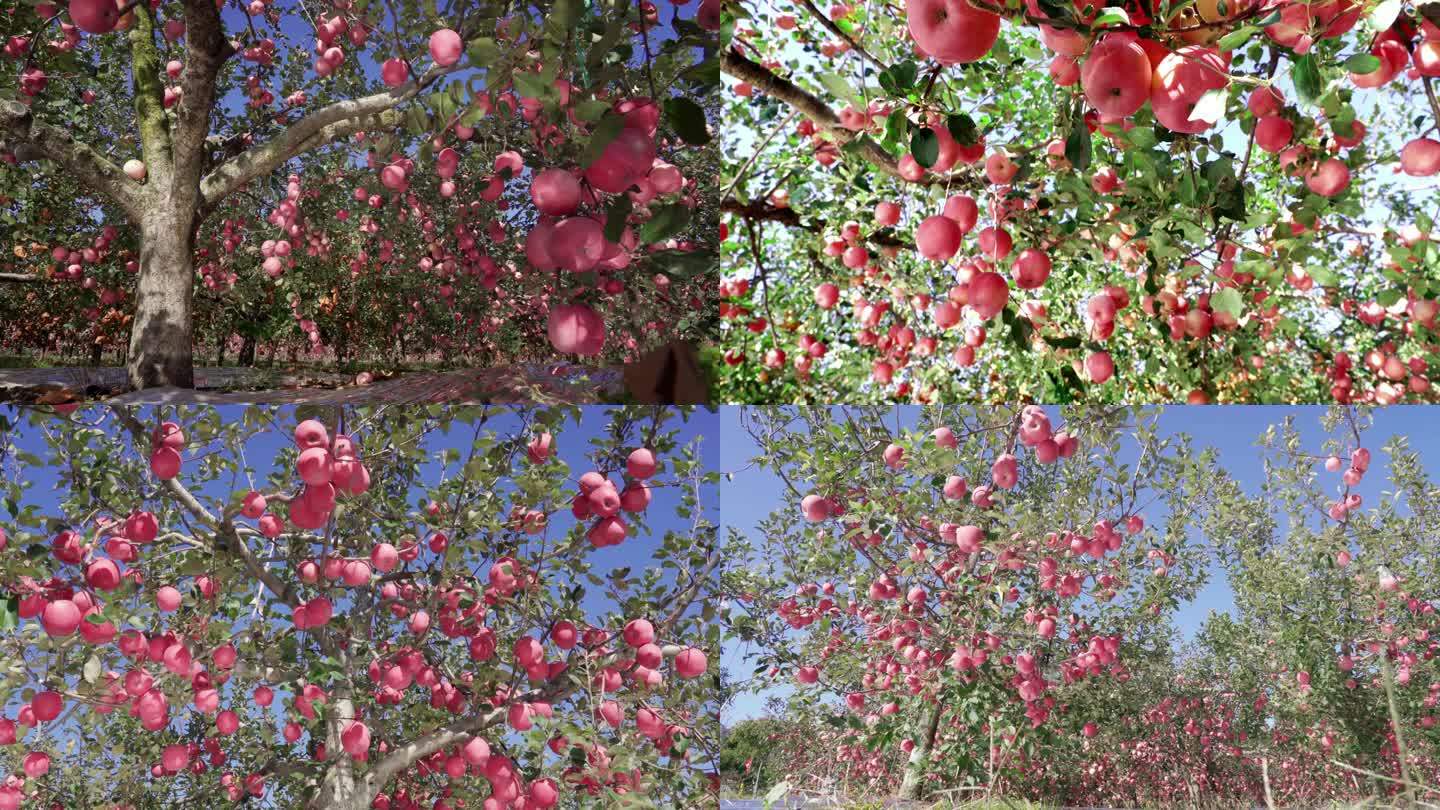 一条精编4K红彤彤苹果集锦