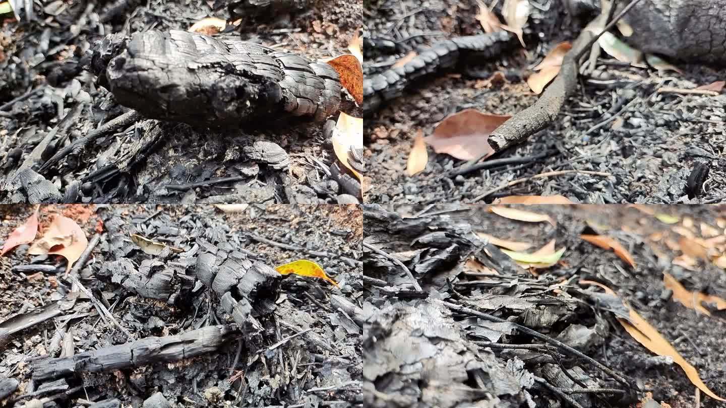 大火后的森林 大火燃烧后的焦土 焦土黄叶