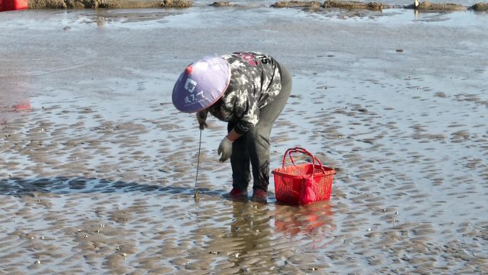 福建福州连江县琅岐滩涂渔民捡拾贝壳海鲜