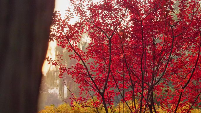 秋季公园落叶合集黄叶红叶银杏叶
