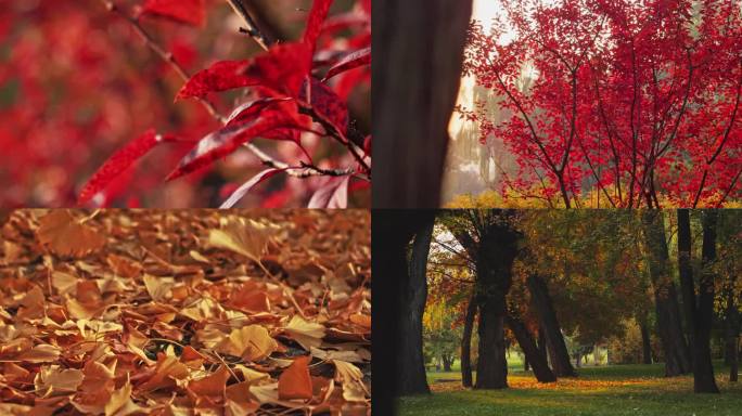 秋季公园落叶合集黄叶红叶银杏叶