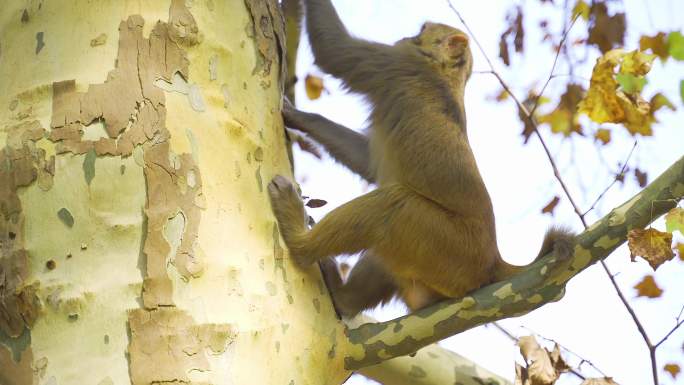 猴子合集野生动物野生猕猴梧桐树上的猴子