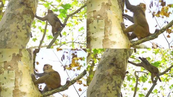 猴子合集野生动物野生猕猴梧桐树上的猴子