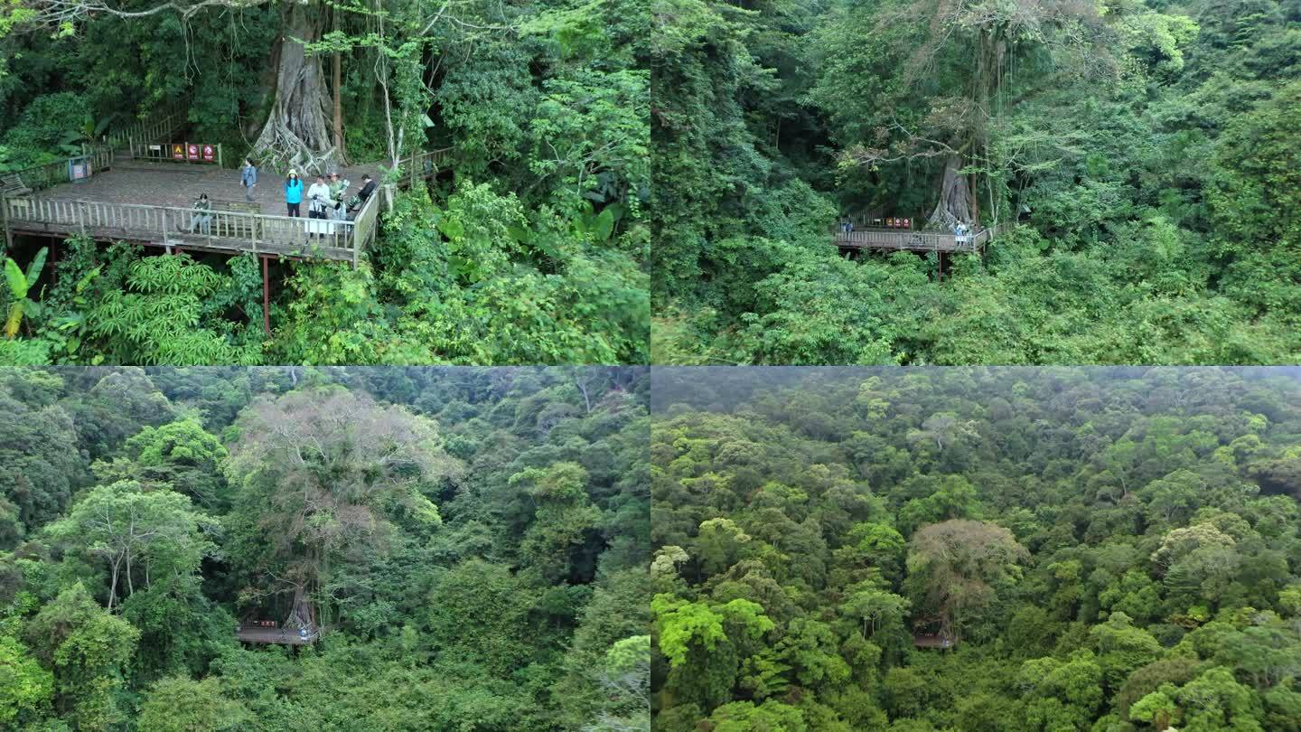 海南尖峰岭热带植物园独木成林