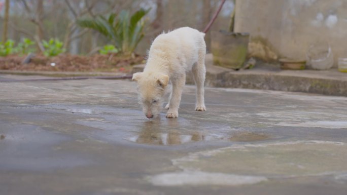 流浪狗舔水喝雨水