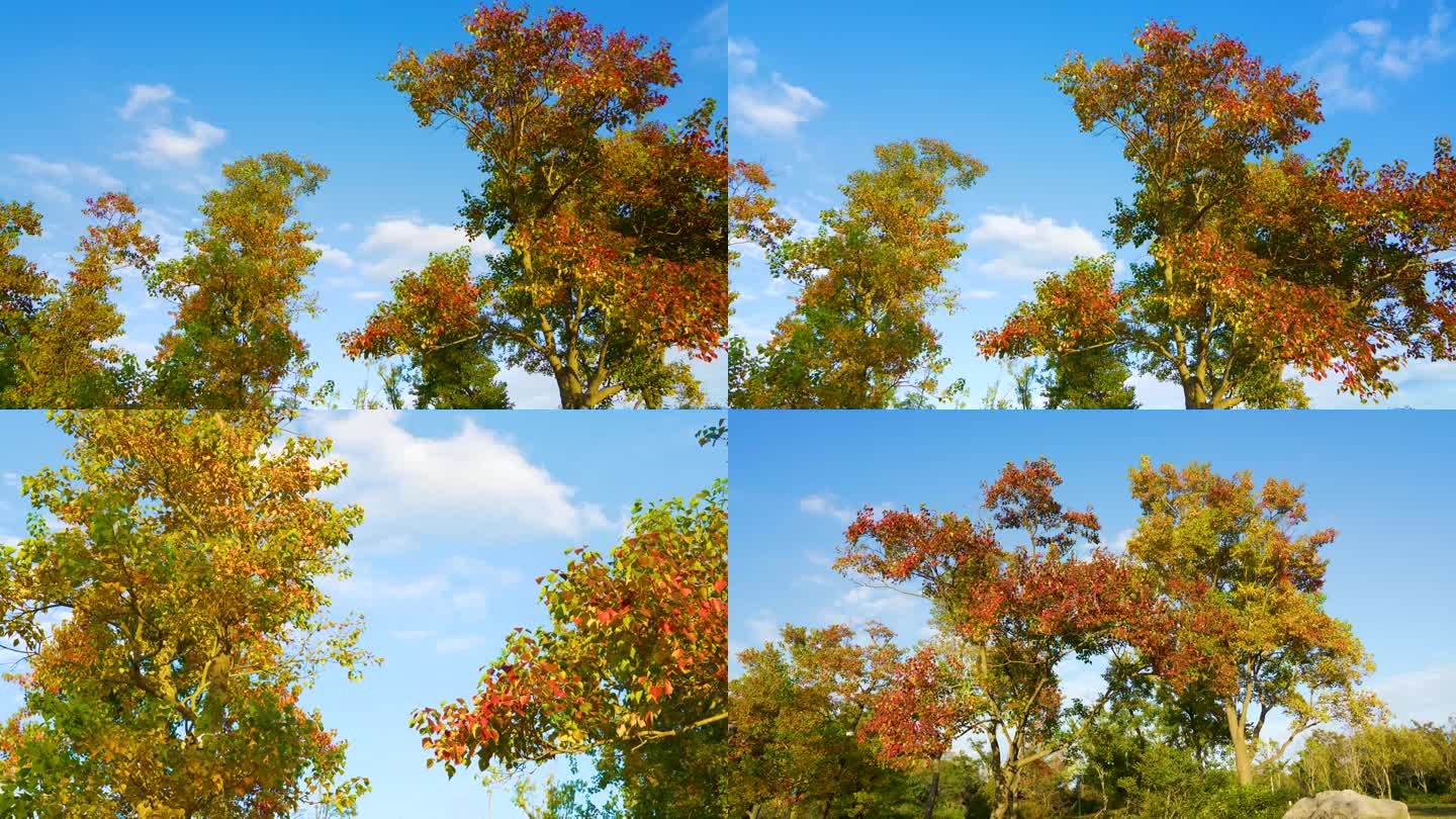 秋天的树，蓝天白云，秋色