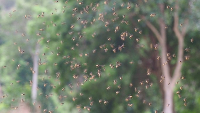 一群无刺蜜蜂在飞养蜂人农业养殖蜂蜜蜜糖
