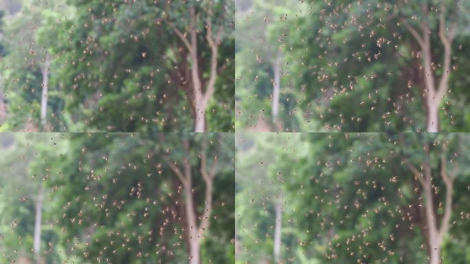 一群无刺蜜蜂在飞养蜂人农业养殖蜂蜜蜜糖