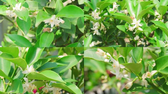 蜜蜂采蜜特写微距橘子花桔子花