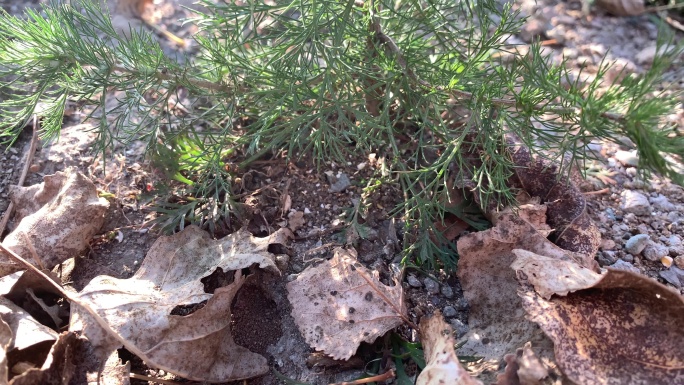 植物 秋天 旅行 春天 户外